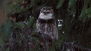 Great Horned Owl hoot [upl. by Asiel]