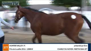 Présentation Hunter Valley lot 377 Vente ARQANA TROT [upl. by Arraek]