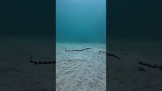 Banded snake eel burrows into the sand underwaterlife scubadiving fish scubaworld [upl. by Georgette]