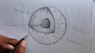 structure of Nucleus Diagram  how to Draw structure of Nucleus labelled Diagram [upl. by Seko30]