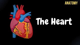 Cardiac Cycle  Systole Diastole Blood flow in heart Movement of Valves [upl. by Ahsinit]