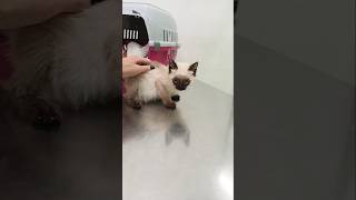 Primer día de veterinario de Dolce 🙀 nocompresadopta cat [upl. by Sokcin]