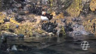 Birdseye View A Polished Puffin Exhibit [upl. by Fidel]