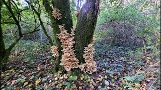 Armillaria mellea [upl. by Fitzgerald516]