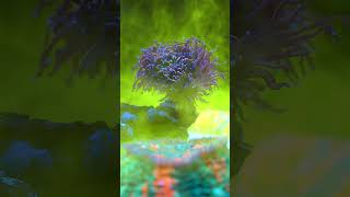 Happy corals fed by Reef Energy Plus [upl. by Zacherie]