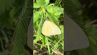 Common grass yellow butterfly Eurema hecabe butterfly nature green [upl. by Adrell]