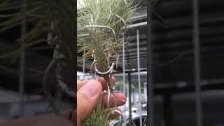 Tillandsia Funckiana var Recurvifolia grow root airplants tillandsia [upl. by Okram]