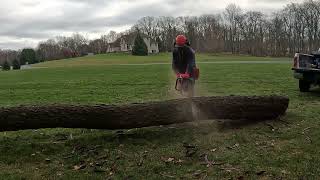 Cherry tree removal [upl. by Baer]