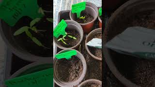 5 day and 10 day seedling updates [upl. by Ennavoj]