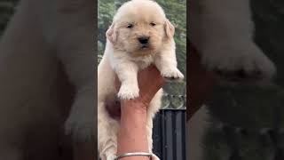 puppy kennelclubofindia artmusic pets petartist musicgenre doglover kennelclub musicremix [upl. by Cowley]