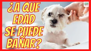 🛁 ¿A QUE EDAD SE PUEDE BAÑAR UN CACHORRO DE PERRO POR PRIMERA VEZ 🛁 [upl. by Gairc]