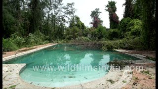 Early monsoons in Delhi Fallen trees block roads trees fall over swimming pool [upl. by Leifer]