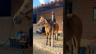 ❤️‍🔥☺️mexico horse rancho rodeo cavalo western aqha foryou fypp parati viralshort [upl. by Euton995]