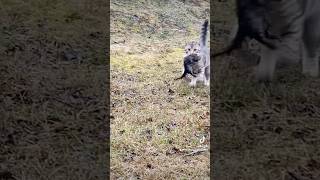 Tiniest cat amazing hunter animals nature canada [upl. by Anirrok]