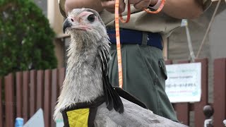 ヘビクイワシ の散歩 東武動物公園 2020年9月18日 [upl. by Tati845]