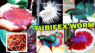 TUBIFEX WORMS AZ FULL GUIDE  HOW TO CULTURE TUBIFEX WORMS  TUBIFEX WORMS CULTURE WITHOUT STARTER [upl. by Elime]