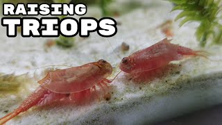 Raising Triops Cancriformis  How to Hatch Triops [upl. by Enerak795]