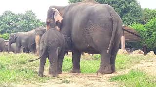 elephant baby milk feeding eating funny videos [upl. by Haggerty]