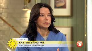 Här är vanliga misstaget som kan döda din katt  Nyhetsmorgon TV4 [upl. by Margi]