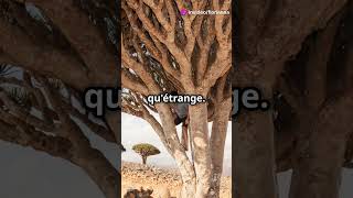 Le Dragonnier de Socotra [upl. by Otter]