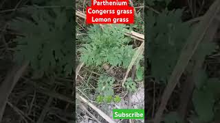 Parthenium  Congress grass🍋 lemongrassbiology virulshorttrendingshort anilsir [upl. by Naniac]