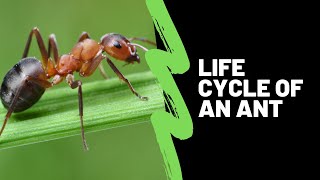 The Life Cycle Of An Ant  Ant Life Cycle Lesson For Kids [upl. by Lema595]