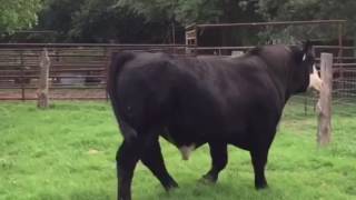 Simmental x Angus Bull [upl. by Nwahsav]