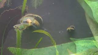 103024 My fat Kubotai Rasbora photobombing the snails [upl. by Macpherson]