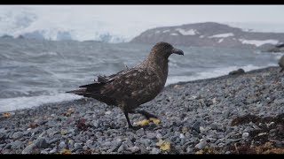 Aves depredadoras skuas [upl. by Kenway596]