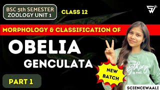 Introduction of OBELIA  OBELIA genculata  Protozoa to Coelentrate  BSc 5th Semester ZOOLOGY [upl. by Zuckerman]