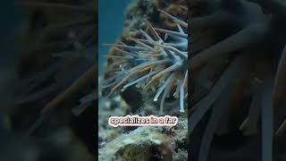 Deadly Crown of Thorns Starfish [upl. by Nanda]