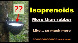 Why do trees make rubber   Isoprenoids in Plants [upl. by Joyann]