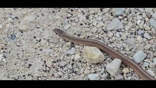 DeKays Brownsnake Storeria dekayi [upl. by Enyawed]