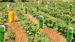 Intercropping Farmingmulti Crop farmingmulti Cropping farming eggplant potatoes amp chilli [upl. by Keverian]