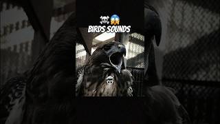 Birds Sounds ☠️😱 respectmoments sigma edits birds animals trollface [upl. by Aiselad]