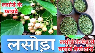 Lasoda ke fayde or upyog  लसोडे का पेड़  लेसवेलसोडे के फायदे एवं प्रयोग  लसोडे का स्वादिष्ट आचार [upl. by Isadore]