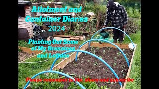 DWW Gardening 2024  Planting Brassicas and Lettuce [upl. by Almeida]