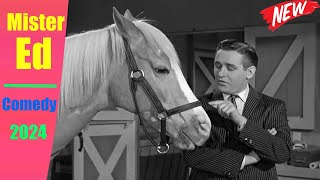 Mister Ed New 2024 🥀🥀🥀 Ed the Salesman 🥀🥀🥀 Best Mister Ed Comedy Series 2024 [upl. by Cela265]