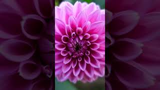 Our Favourite Dahlias We Grew This Year [upl. by Moyna]