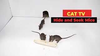 Cat TV 🐀 Mice for Cats to Watch with Sound [upl. by Daph]