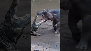 Crocodile vs Hippo Epic Battle in the Wild Crocodile Hippo WildlifeBattle [upl. by Fredra]