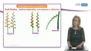 Morfología de espermatófitos Las inflorescencias [upl. by Saddler]