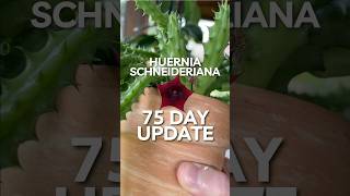 Plant Update Huernia Schneideriana Red Dragon [upl. by Ahsataj629]