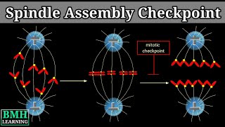 Spindle Assembly checkpoint  Metaphase To Anaphase Transition  Mitotic Checkpoint [upl. by Niarfe]