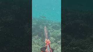 Trevally hunt behind the waves spearfishing bali catchandcook [upl. by Odeen312]