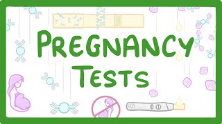 GCSE Biology  How do Pregnancy Tests Work 41 [upl. by Thurston]