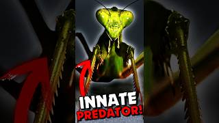 The Praying Mantis is the ultimate predator 🦗🕵️‍♂️ insects insect shorts animals animalshorts [upl. by Narag426]