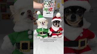 A personally pawdographed Christmas card from chihuahua Cedric and Maya 🎄 [upl. by Surovy]