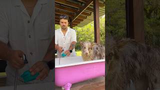 O DIÁRIO DE UMA PRINCESA VERSÃO PET 😝 dog asmr banhopet spaday asmrdog animais cachorros [upl. by Cohlier]