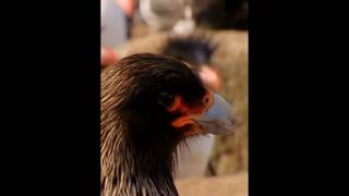 Caracara Bird si Burung Pencuri hewan [upl. by Yank790]